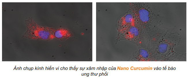 Nano curcumin nghiên cứu khoa học - CumarGold