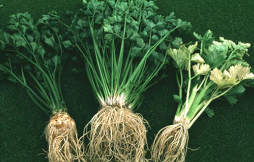 rễ rau củ giúp phòng chống ung thư