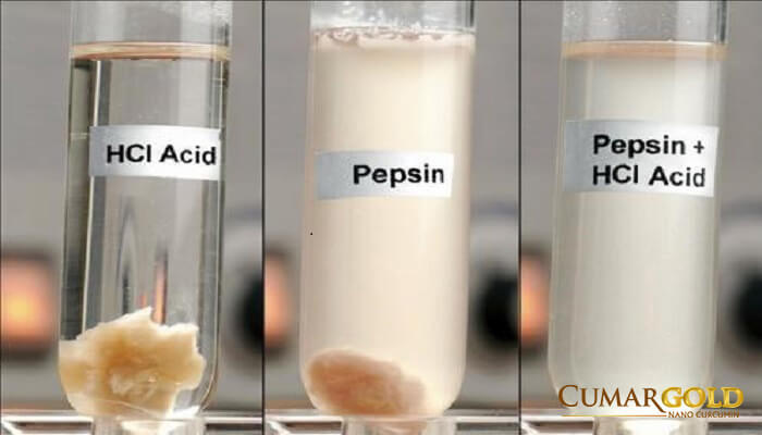Acid và Pepsin