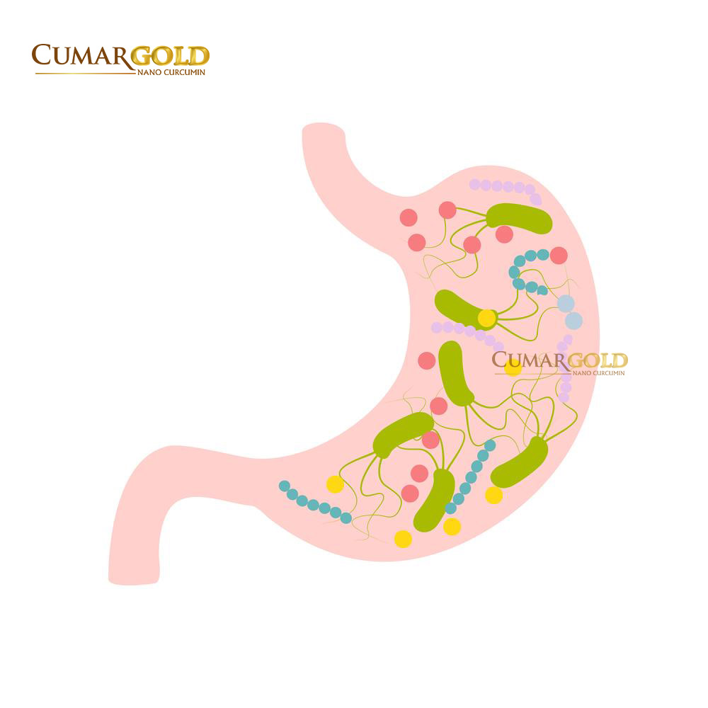 CumarGold có khả năng ức chế 65 chủng vi khuẩn HP, giúp ngăn ngừa bệnh dạ dày, điều trị viêm loét dạ dày hiệu quả