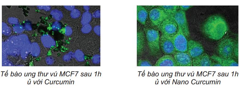 Khả năng xâm nhập vào tế bào ung thư vú sau 1h, của Nano Curcumin (có trong TPCN CumarGold) so với Curcumin thường