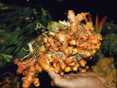 “Mạ vàng” cho củ nghệ vàng