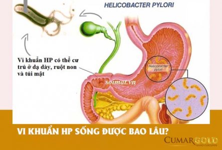 Vi khuẩn HP sống được bao lâu trong dạ dày và ngoài cơ thể?
