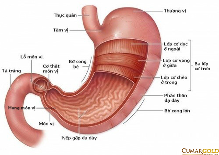 Cấu trúc của dạ dày