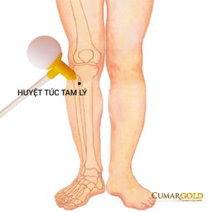 Vị trí huyệt túc tam lý