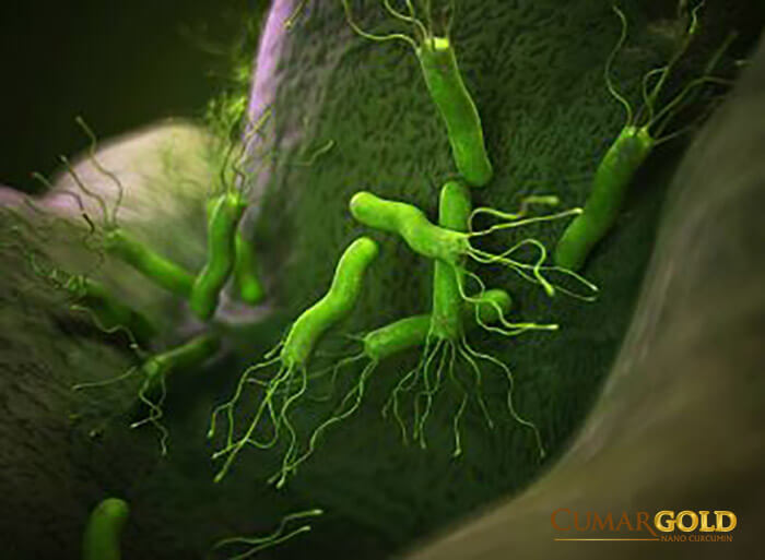 Hình ảnh khuẩn Hp phát triển dưới lớp lót dạ dày