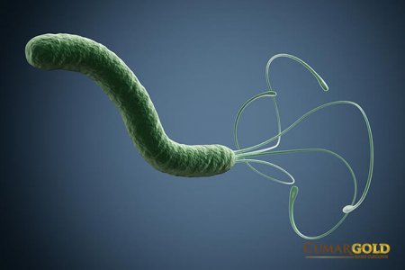 Vi khuẩn HP âm tính – Chứng tỏ không có vi khuẩn HP trong dạ dày?