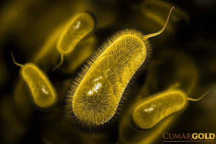 Lông và đuôi của vi khuẩn Helicobacter Pylori