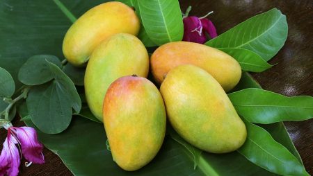 Người bị trào ngược dạ dày có nên ăn xoài không?