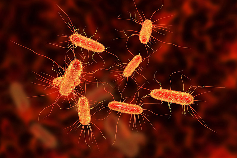 Khuẩn e.coli gây viêm đại tràng cấp có thể tồn tại trong nguồn nước, thực phẩm sống